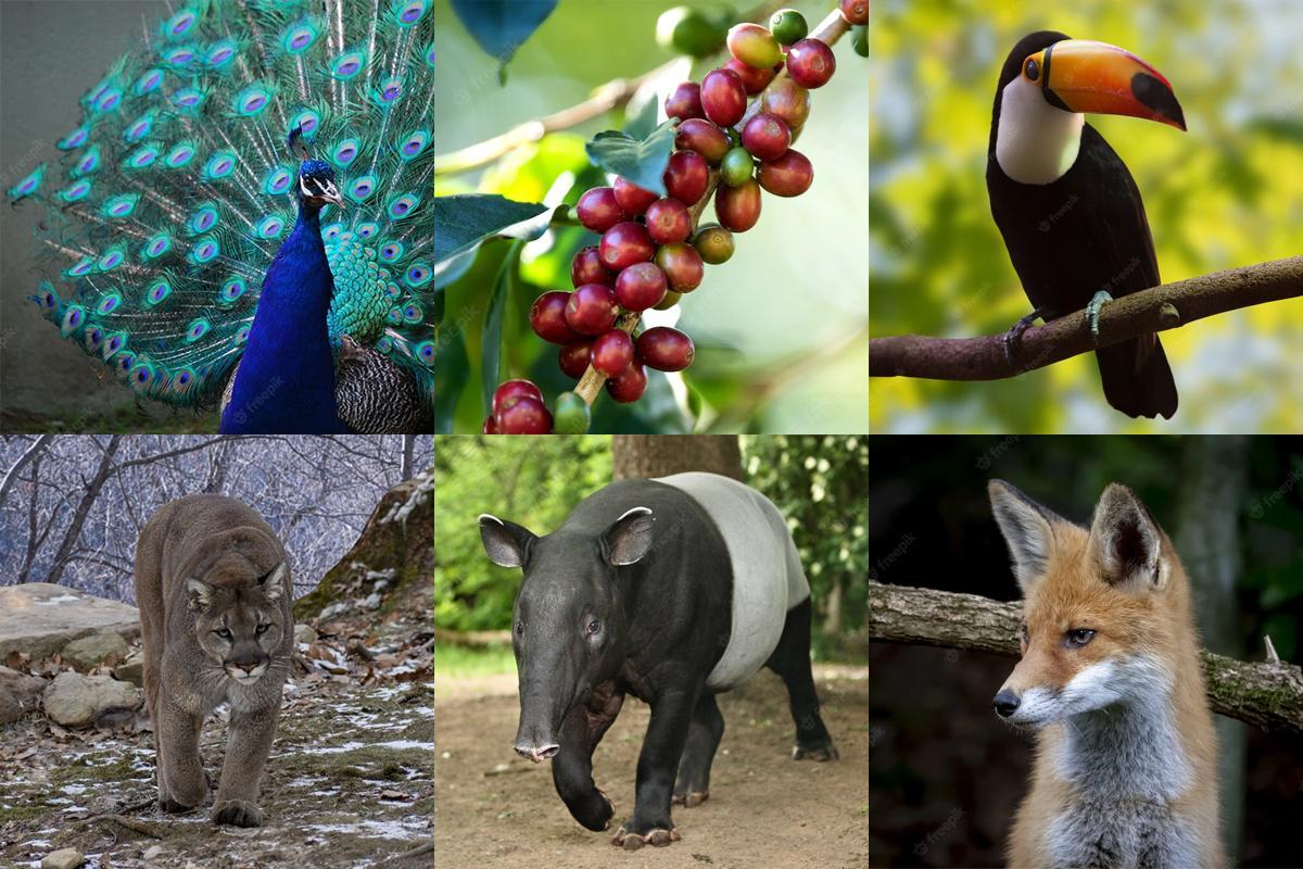 Fauna, vegetación y elementos naturales que inspiraron la ilustración de Culto Expendio Café